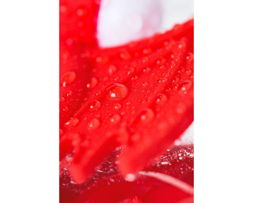 Эрекционное кольцо на пенис JOS SWEET DEVIL, силикон, красный, 8,5 см